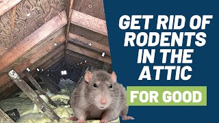 5 Step Solution to Get Rid of Rodents Like Mice and Rats in Your Attic for Good [upl. by Esinereb]