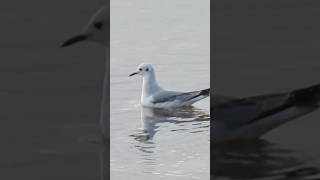 Finding one of my FAVORITE gulls [upl. by Apostles]