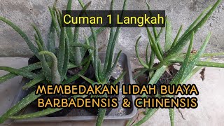 TIPS SINGKAT MEMBEDAKAN LIDAH BUAYA CHINENSIS DAN BARBADENSIS [upl. by Athene470]