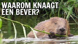 Waarom knaagt een bever  De Buitendienst over de Bever [upl. by Delbert]