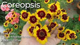 Coreopsis Flower  Coreopsis Plant Care  Tickseed Plant  Most Easy to Grow Flowers [upl. by Asek66]