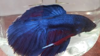 Siamese fighting fish Fighter Fish Life  Part 24 fish trending fish [upl. by Vanya212]