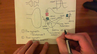 Long Term Potentiation and NMDA Receptors Part 6 [upl. by Ariada]