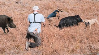 CATCHING FERAL HOGS IN FLORIDA WITH DOGS  Wild Pig Hunting [upl. by Tito]