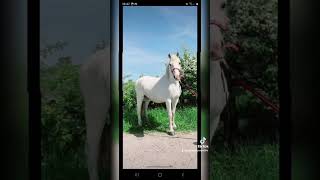 Izabellesponyadventures on TikTok please subscribe equestriangirl tictok reels ponies fun [upl. by Trilley143]