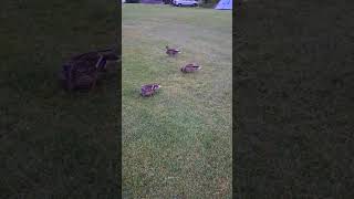 Feeding ducks  Bank House Farm campsite [upl. by Naillimxam622]