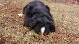 Funny Bernese Mountain Dog Compilation English [upl. by Varrian]