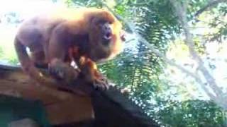 Howler monkeys [upl. by Anavahs516]