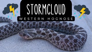 Intro to Stormcloud Morph Western Hognose [upl. by Lulu690]