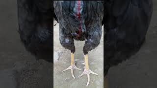 Ayam plucker  Ayam laga yang sedang booming [upl. by Ayamahs]