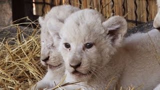 Zoo en Ucrania presenta cinco cachorros de león blanco [upl. by Hennahane]