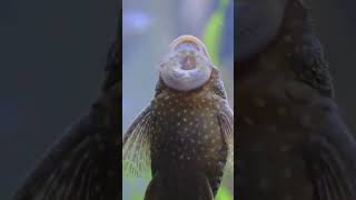 How Do Fish Breathe Underwater 🐟 Fun Science for Kids on Gills and Fish Breathing Explained [upl. by Enaitsirhc]