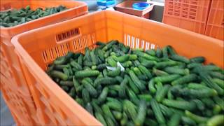 Our Gherkins FactoryVideo [upl. by Inanuah]