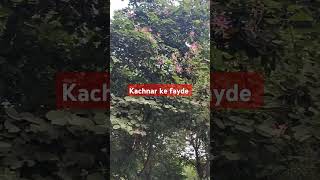 Kachnar ke bahut sare fayde hote Hain ☘️explore flowersayurvedaplanttrending [upl. by Treiber]