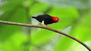 Redcapped Manakin amp Moonwalk Vs Michael Jackson  courtship ritual [upl. by Stochmal]