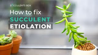 BEGINNER TIPS HOW TO FIX SUCCULENT ETIOLATION  WHY SUCCULENT IS LEGGY OR STRETCHED [upl. by Zahavi207]