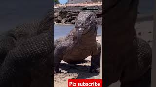 Komodo dragon eat electric eel short fishing [upl. by Einyaj]