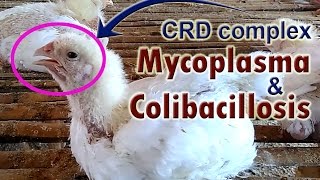 Mycoplasma Gallisepticum Mycoplasma in Chickens POULTRY DISEASES SYMPTOMS [upl. by Joh]