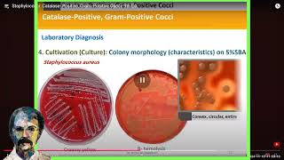 Diagnostic Microbiology Staphylococci [upl. by Durning]