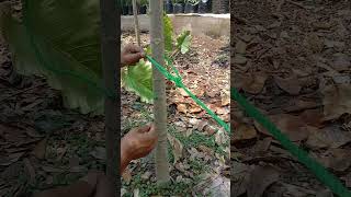 Simple Rope Tension System That Everyone Need knotskill knot [upl. by Ahsaetal]