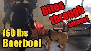 Boerboel Guard Dog Bites Through Sleeve in Protection Training [upl. by Esyle]