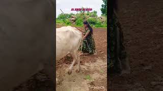 రైతే రాజు jai jawan jai kisan kisan jawan trending song gal gal siddharth srihari viral [upl. by Onitsuj]