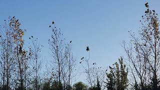 Quaking Aspen trees quaking [upl. by Hedvig]