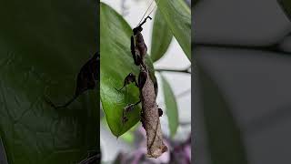 Phyllocrania paradoxa male ZZ the Ghost mantis [upl. by Hampton932]