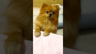 Qualcuno chiama 😂 pomerania pomeranianlife canedivertente shorts [upl. by Helbonna447]