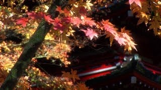 Zen Garden  Autumn Meditation Mindfulness Relaxation [upl. by Eilraep308]