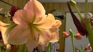 Amaryllis 15 different hybrid blooms of Hippeastrum [upl. by Nev]