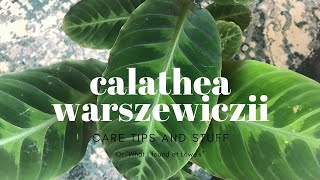 Calathea Warszewiczii Care Tips [upl. by Namolos990]