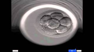 INSTITUT MARQUÈS  Ansicht der Entwicklung eines menschlichen Embryos durch das Embryoscope [upl. by Fong]