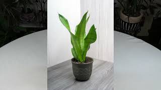 Snake Plant Sansevieria History  Plant Stories [upl. by Neroc]