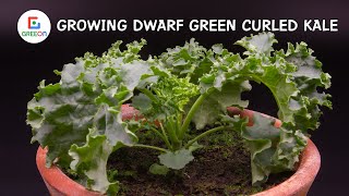 Growing Dwarf Green Curled Kale Time Lapse 41 Days [upl. by Onavlis]