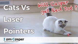 Cats vs Laser Pointer Video  Ragdoll Kitten chasing Red Dot  レーザーポインターを追う子猫 [upl. by Guild124]