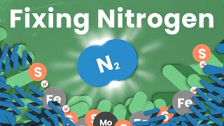 The Most Underrated Chemical Process on Earth｜Nitrogen Fixing [upl. by Mccormac]