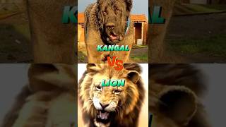 Kangal vs Lion dog shorts [upl. by Lancaster]