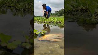 Best Bamboo Tools Teta Fishing In The World fishing amazing fish ytshorts viral fish bigfish [upl. by Eiduj]