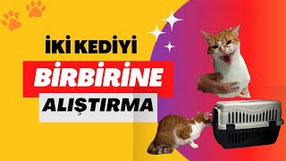 İKİ KEDİYİ BİRBİRİNE ALIŞTIRMA Yeni Kedi Sahipleneceklere Altın Bilgiler [upl. by Cirded]