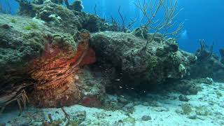 Crab and Lobster pile at Paradise Reef Cozumel 27102024 [upl. by Treborsemaj]