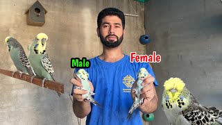 Budgies parrot male and female difference  budgies breeding [upl. by Tera775]