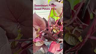 SweetCarolineSweetheartPurpleSweetPotatoVine Ipomea batatas Plant shortsvideo ytshorts [upl. by Nyleuqaj]