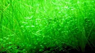 Hemianthus callitrichoides Cuba and dwarf hairgrass in my shrimp tank [upl. by Karoly]