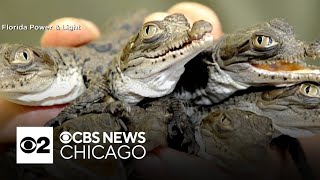 American crocodile population grows in Florida after near extinction [upl. by Canty584]