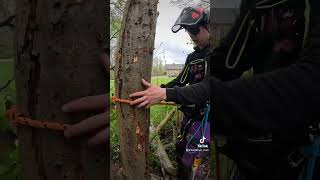 Comment grimper au griffe sur un arbre 🌳 arborist treeworker arbre elagage arbortec [upl. by Templa]