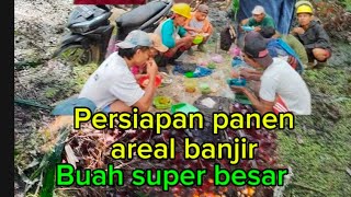 proses manen buah duper besar dia areal banjir 💪💪 [upl. by Sneed]