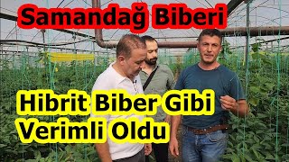 Hatay Samandağ  Türkiyenin En Acı Biberi Samandağ Biberi Serasında Yüksek Verim İçin Gübreleme [upl. by Hercule630]