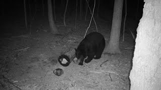 Bear hunting in Northern WI [upl. by Ardehs]