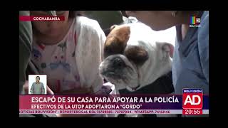 Un perrito fue condecorado con un chaleco en Cochabamba [upl. by Base345]